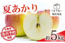りんご 夏あかり(長野県オリジナル品種) 約5kg 林檎 りんご 長野県 千曲市 信州