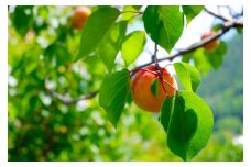【2025年先行予約】数量限定 あんず おまかせ生食用(ハーコット・信山丸・おひさまコット・ニコニコット) 計約2kg 杏子 アンズ アプリコット 信州 長野県 千曲市