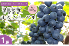 【2025年先行予約】ぶどう ナガノパープル 特秀品 加湿ハウス栽培 1房 ｜ 葡萄 黒ぶどう フルーツ 果物 千曲市 長野県産 信州