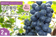 【2025年先行予約】ぶどう ナガノパープル 特秀品 加湿ハウス栽培 2房 ｜ 葡萄 黒ぶどう フルーツ 果物 千曲市 長野県産 信州
