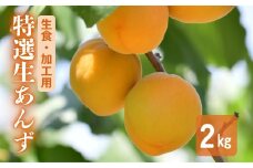 あんず 生食＆加工用 バラ約2kg ｜ オリジナルレシピ付き 信州あんず 杏子 アンズ アプリコット 果物 千曲市 長野県産 信州 