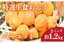 【2025年先行予約】【数量限定】あんず ハーコット 2パック(計約1.2kg)｜ 生あんず 信州あんず 杏子 アンズ アプリコット 期間限定 千曲市 長野県産 信州
