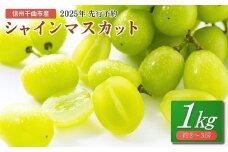 【2025年先行予約】 シャインマスカット 1kg(2~3房) ｜ ぶどう 葡萄 白ぶどう 種無し 種なし 皮ごと 千曲市 長野県産 信州