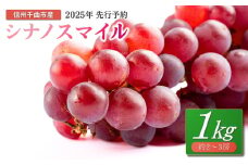 【2025年先行予約】ぶどう シナノスマイル 約1kg 2~3房 ｜ 葡萄 赤ぶどう フルーツ 果物 千曲市 長野県産 信州