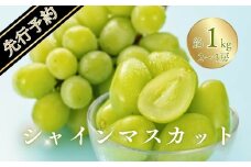 【2025年先行予約】シャインマスカット 約1kg(2~3房)｜ 果物 フルーツ 白ぶどう 葡萄 ブドウ 種無し 種なし 皮ごと 千曲市 長野県 信州