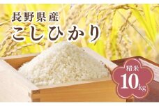 コシヒカリ 精米 10kg 令和7年産｜ 新米 白米 コメ ごはん 千曲市 長野県 信州