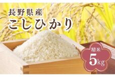 コシヒカリ 精米 5kg 令和7年産｜ 新米 白米 コメ ごはん 千曲市 長野県 信州