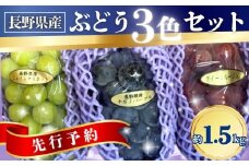 ぶどう 3色セット(シャインマスカット/ナガノパープル/クイーンルージュ®) 約1.5kg｜ 果物 フルーツ 白ぶどう 黒ぶどう 赤ぶどう 葡萄 ブドウ 種無し 種なし 皮ごと 千曲市 長野県 信州