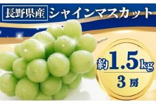 シャインマスカット 約1.5kg(3房)｜ 果物 フルーツ 白ぶどう 葡萄 ブドウ 種無し 種なし 皮ごと 千曲市 長野県 信州