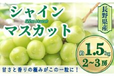 【2025年先行予約】シャインマスカット 約1.5kg(2~3房)｜ 果物 フルーツ 白ぶどう 葡萄 ブドウ 種無し 種なし 皮ごと 千曲市 長野県 信州