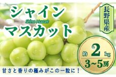 【2025年先行予約】シャインマスカット 約2kg(3~5房)｜ 果物 フルーツ 白ぶどう 葡萄 ブドウ 種無し 種なし 皮ごと 千曲市 長野県 信州