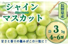 【2025年先行予約】シャインマスカット 約3kg(4~6房)｜ 果物 フルーツ 白ぶどう 葡萄 ブドウ 種無し 種なし 皮ごと 千曲市 長野県 信州