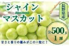 【2025年先行予約】シャインマスカット 約500g(1房)｜ 果物 フルーツ 白ぶどう 葡萄 ブドウ 種無し 種なし 皮ごと 千曲市 長野県 信州
