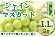 【2025年先行予約】シャインマスカット 約1.1kg(2房)｜ 果物 フルーツ 白ぶどう 葡萄 ブドウ 種無し 種なし 皮ごと 千曲市 長野県 信州