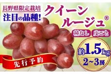 ぶどう クイーンルージュ® 約1kg(2~3房)｜ 果物 フルーツ 赤ぶどう 葡萄 ブドウ 種無し 種なし 皮ごと 千曲市 長野県 信州