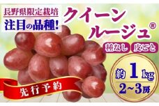 ぶどう クイーンルージュ® 約1kg(2~3房)｜ 果物 フルーツ 赤ぶどう 葡萄 ブドウ 種無し 種なし 皮ごと 千曲市 長野県 信州