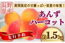 【2025年先行予約】あんず ハーコット 約1.5kg｜ 生あんず 果物 フルーツ 杏子 アンズ アプリコット 千曲市 長野県 信州