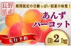 【2025年先行予約】あんず ハーコット 約2kg｜ 生あんず 果物 フルーツ 杏子 アンズ アプリコット 千曲市 長野県 信州
