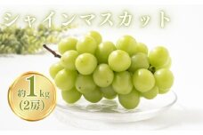 シャインマスカット 約1kg（2~3房） ぶどう 大粒 白ぶどう 種無し 皮ごと 信州 長野県 千曲市