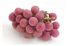 クイーンルージュ® 約1kg（2~3房）ぶどう 大粒 赤ぶどう 種無し 皮ごと 信州 長野県 千曲市