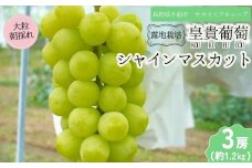 【2025年先行予約】シャインマスカット 露地栽培 秀品(特大粒)     3房入り(約1.2kg)｜ ぶどう 葡萄 白ぶどう 種無し 種なし 皮ごと 千曲市 長野県産 信州