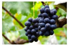【2025年先行予約】ナガノパープル（約1kg）｜ 果物 フルーツ 黒ぶどう 葡萄 ブドウ 種無し 種なし 皮ごと 千曲市 長野県 信州