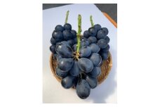 【2025年先行予約】 訳あり ナガノパープル（約2kg）家庭用 ｜ 果物 フルーツ 黒ぶどう 葡萄 ブドウ 種無し 種なし 皮ごと 千曲市 長野県 信州