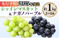  シャインマスカット ＆ ナガノパープル 詰め合わせ セット （各約500g/計約1kg）｜ 果物 フルーツ 白ぶどう 黒ぶどう 葡萄 ブドウ 種無し 種なし 皮ごと 千曲市 長野県 信州