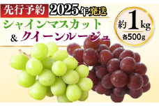  シャインマスカット ＆ クイーンルージュ® 詰め合わせ セット （各約500g/計約1kg）｜ 果物 フルーツ 白ぶどう 赤ぶどう 葡萄 ブドウ 種無し 種なし 皮ごと 千曲市 長野県 信州