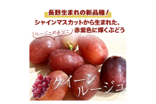 【2025年先行予約】 クイーンルージュ®  約2kg ( 3~5房 )｜ 果物 フルーツ 赤ぶどう 葡萄 ブドウ 種無し 種なし 皮ごと 千曲市 長野県 信州