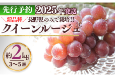  クイーンルージュ®  約2kg ( 3~5房 )｜ 果物 フルーツ 赤ぶどう 葡萄 ブドウ 種無し 種なし 皮ごと 千曲市 長野県 信州