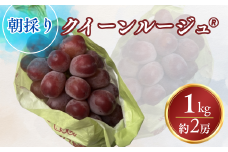 ぶどう クイーンルージュ🄬 約1kg｜果物 フルーツ 赤ぶどう 葡萄 ブドウ 種無し 種なし 皮ごと 千曲市 長野県 信州