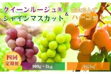 【2026年先行予約】スイートなときめき 生食あんず＆ぶどう定期便４回｜杏子 アプリコット 生食用 果物 フルーツ 白ぶどう 葡萄 ブドウ 種無し 種なし 皮ごと 千曲市 長野県 信州