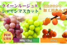 【2026年先行予約】スイートなときめき 加工用あんず＆ぶどう定期便４回｜杏子 アプリコット 加工用 果物 フルーツ 白ぶどう 葡萄 ブドウ 種無し 種なし 皮ごと 千曲市 長野県 信州