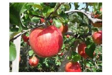 東御市産りんご 約3kg（ふじ） ※11月下旬～12月中旬頃に順次発送予定