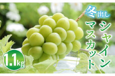 東御市産冬出しシャインマスカット2房（約1.1kg） ※2025年11月下旬〜12月中旬頃に順次発送予定 | 長野県 長野 東御市 人気 ぶどう 贈答用 ギフト 冬 フルーツ 果物 おすすめ 厳選 種無し 皮ごと 大粒