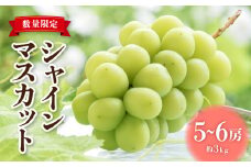 【2025年発送先行受付】東御市産シャインマスカット3kg（5〜6房）【秋お届け】長野県 長野 人気 ぶどう 贈答用 ギフト フルーツ 果物 おすすめ 厳選 種無し 皮ごと 大粒