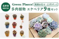 東御市産Green Plants！　多肉植物 エケベリア9種セット（2.5号ポット）｜ 趣味 園芸 寄せ植え