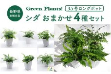 東御市産Green Plants！　シダ4種セット（3.5号ロングポット）｜ 観葉植物 趣味 園芸