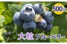 朝摘み大粒ブルーベリー500g※2025年7月上旬から発送予定