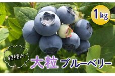 朝摘み大粒ブルーベリー1kg※2025年7月上旬頃から発送予定