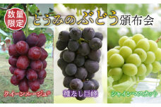 【数量限定・3回定期便】とうみのぶどう頒布会（クイーンルージュ(R)、種なし巨峰、シャインマスカット）