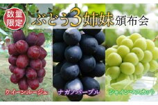【数量限定・3回定期便】ぶどう3姉妹（クイーンルージュ（R）、ナガノパープル、シャインマスカット）頒布会