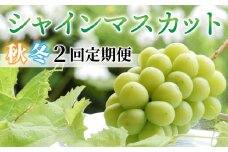 2025年発送【2回定期便】シャインマスカット 秋＆冬お届け便 | 長野県 長野 人気 ぶどう 贈答用 ギフト 2房 フルーツ 果物 おすすめ 厳選 種無し 皮ごと 大粒