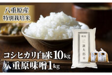 【令和6年産】八重原産コシヒカリ白米10kgと 信州味噌「八重原味噌」1kgのセット｜特別栽培米（減農薬・減化学肥料栽培） お米 大桂商店【太陽と大地】