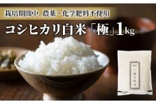 【令和6年産】八重原産コシヒカリ白米「極」（栽培期間中農薬化学肥料不使用）1kg【太陽と大地】