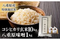 【令和6年産】八重原産コシヒカリ 玄米 10kgと 大桂商店 信州味噌「八重原味噌」1kgのセット｜特別栽培米（減農薬・減化学肥料栽培）【太陽と大地】