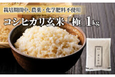 【令和6年産】八重原産コシヒカリ玄米「極」（栽培期間中農薬化学肥料不使用）1kg【太陽と大地】