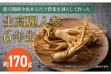 【先行予約2024年発送】栽培期間中出来るだけ農薬を減らして作った生高麗人参 6年生 約170ｇ（2024年9月〜10月頃お届け予定）