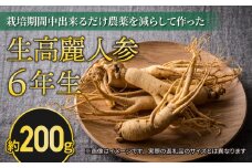 【先行予約2024年発送】栽培期間中出来るだけ農薬を減らして作った生高麗人参 6年生 約200ｇ（2024年9月〜10月頃お届け予定）